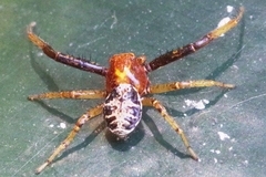 Xysticus lanio