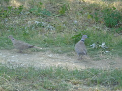 Streptopelia decaocto