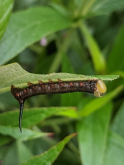 Cephonodes cunninghami