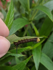 Cephonodes cunninghami