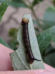 Cephonodes cunninghami