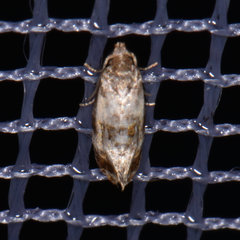 Cochylis punctadiscana