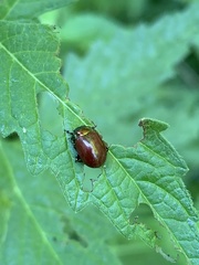 Chrysolina polita