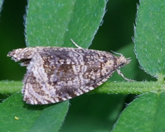 Celypha