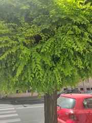 Robinia pseudoacacia