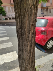 Robinia pseudoacacia