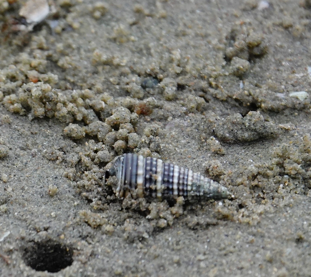 Pirenella