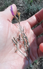 Astragalus subuliformis