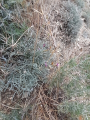 Astragalus subuliformis