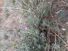 Astragalus subuliformis