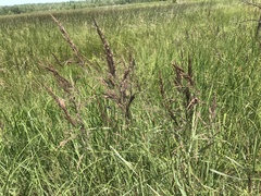 Phalaris canariensis