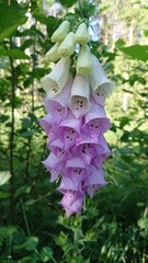 Digitalis purpurea