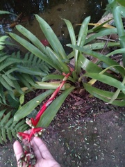 Aechmea weilbachii