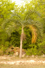 Pseudophoenix sargentii