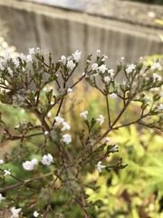 Valeriana officinalis