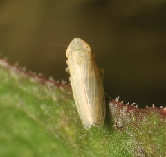 Deltocephalinae
