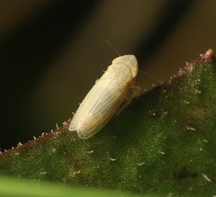Deltocephalinae