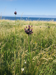 Allium
