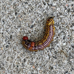 Oedemasia concinna