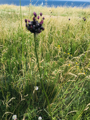 Allium