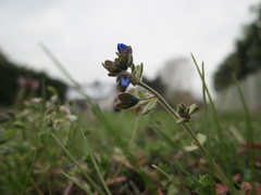 Veronica triphyllos