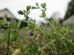 Veronica triphyllos