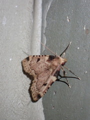 Aglossa costiferalis