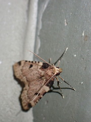 Aglossa costiferalis