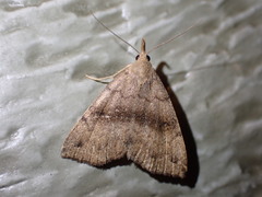 Phalaenostola eumelusalis