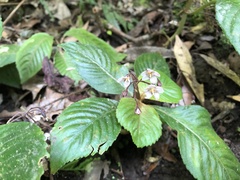 Rhynchotechum formosanum