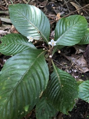 Rhynchotechum formosanum