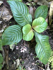 Rhynchotechum formosanum