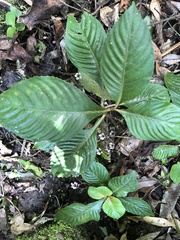 Rhynchotechum formosanum