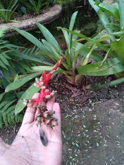 Aechmea weilbachii