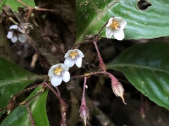 Rhynchotechum formosanum