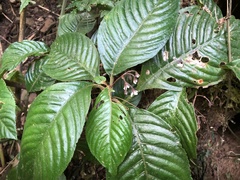 Rhynchotechum formosanum