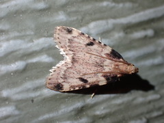 Aglossa costiferalis