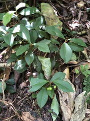 Ardisia chinensis