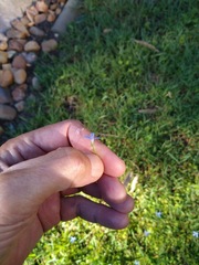 Lobelia quadrangularis