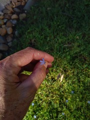 Lobelia quadrangularis