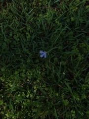 Lobelia quadrangularis