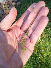 Lobelia quadrangularis