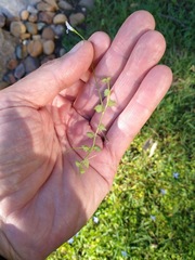 Lobelia quadrangularis