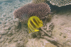 Chaetodon rainfordi