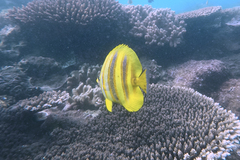 Chaetodon rainfordi