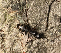 Camponotus pennsylvanicus