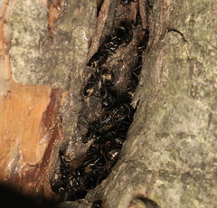 Camponotus pennsylvanicus