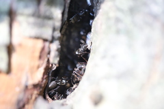 Camponotus pennsylvanicus