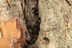 Camponotus pennsylvanicus