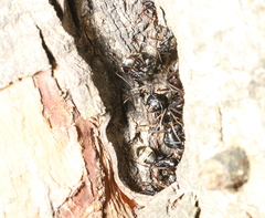 Camponotus pennsylvanicus